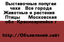 Выставочные попугаи чехи - Все города Животные и растения » Птицы   . Московская обл.,Красноармейск г.